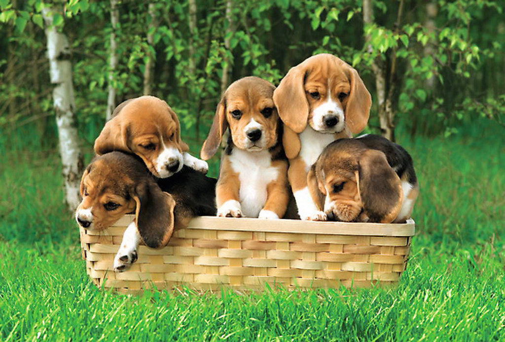 PUZZLE TREFL 60 CATELUSI BEAGLE