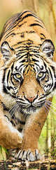 PUZZLE TREFL PANORAMA 300 TIGRU