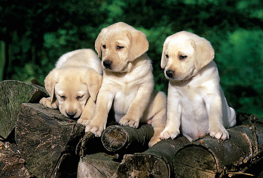 PUZZLE TREFL 160 CATEI LABRADORI
