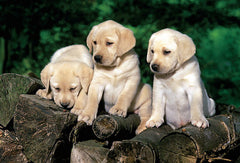 PUZZLE TREFL 160 CATEI LABRADORI