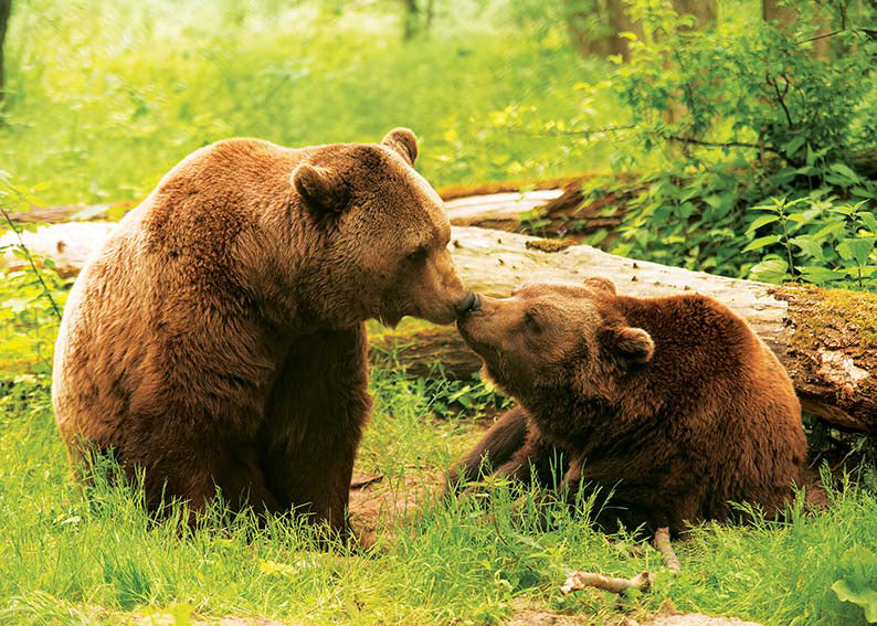 PUZZLE TREFL 500 SI 500 PEISAJ DIN NATURA