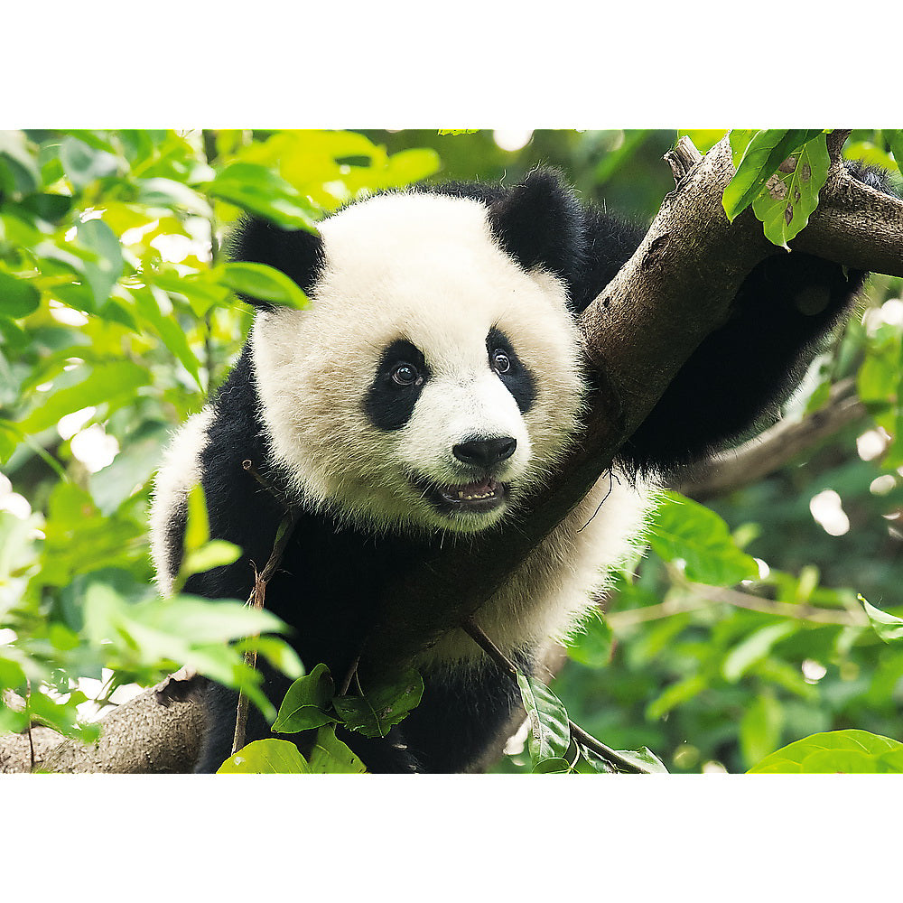 PUZZLE TREFL 500 PANDA URIAS